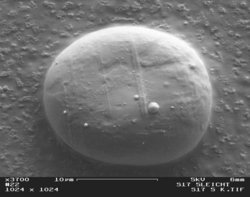 Magnetic spherule from a soil sample; Photo: G. Maier (Diploma thesis, 2002)